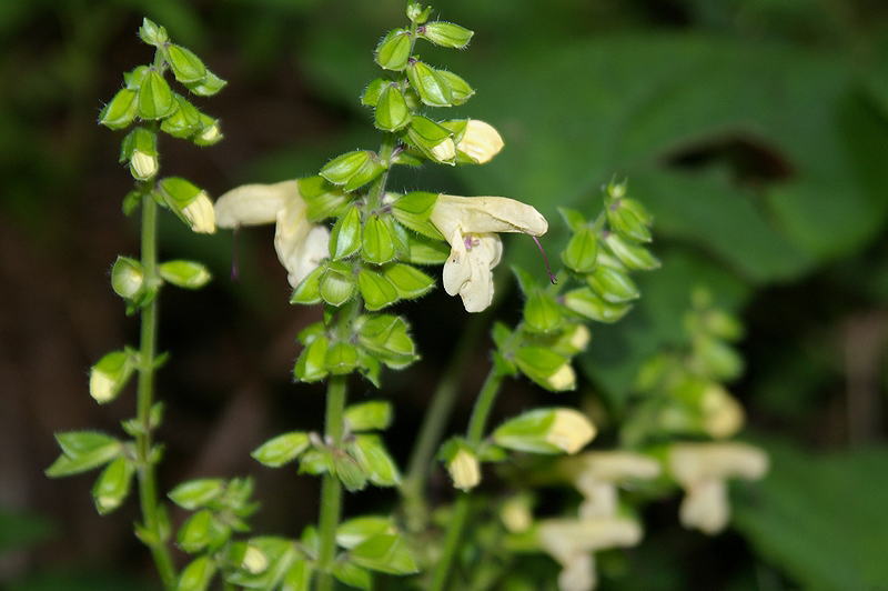 d0041158_5591080.jpg