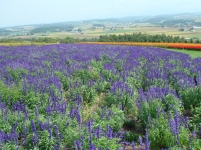 c0108460_12294751.jpg