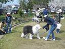 我が社?の愛犬・・・_f0072767_14203187.jpg
