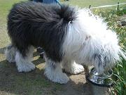 我が社?の愛犬・・・_f0072767_14213014.jpg