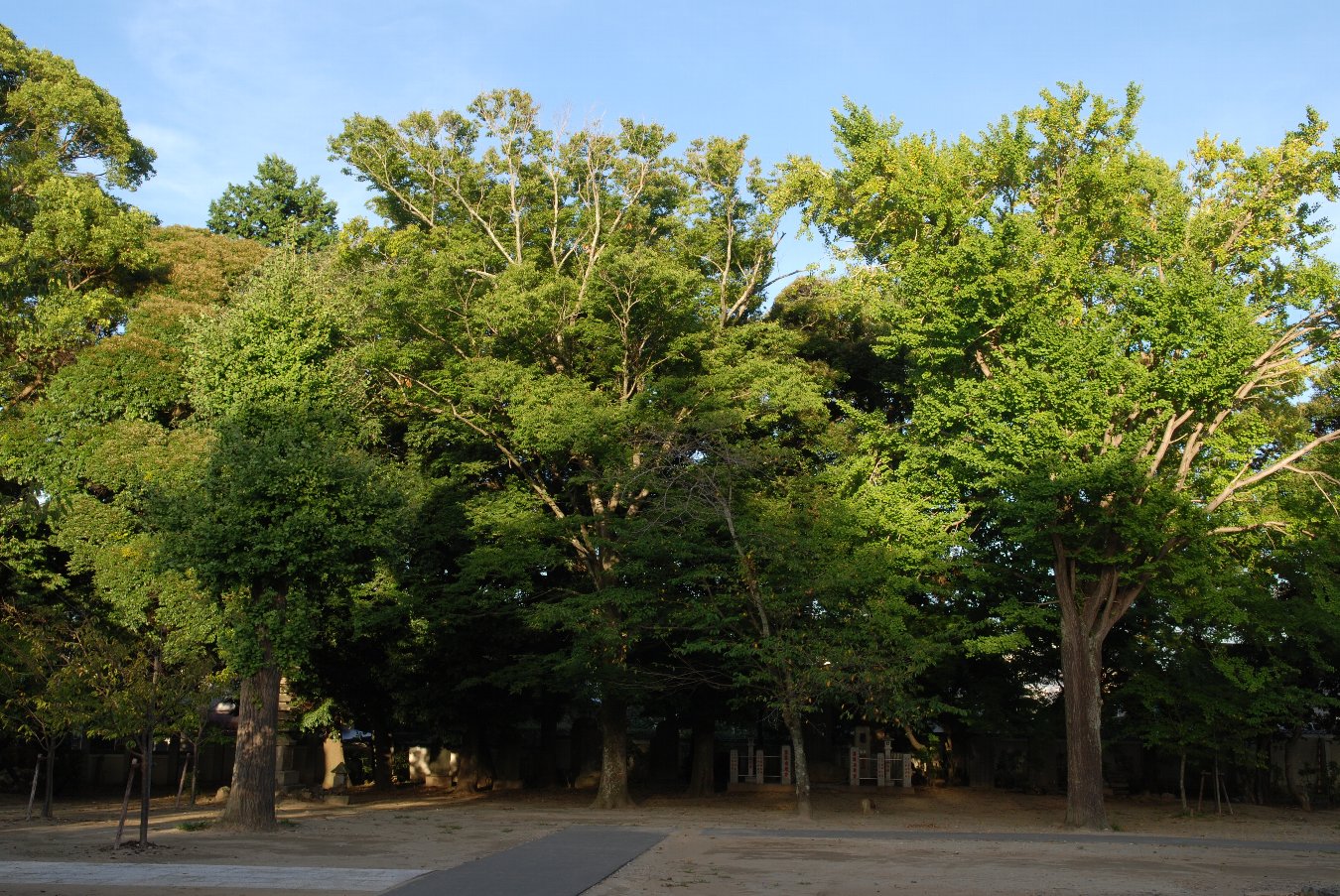 e0071178_6413221.jpg