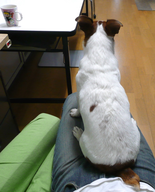 * 犬は1Kg、人は3Kg *_f0146198_15304.jpg