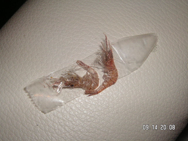 c0114000_11332726.jpg