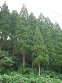 すぎっちinミヤダラ_f0090602_139114.jpg
