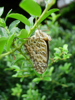 e0097534_17244791.jpg