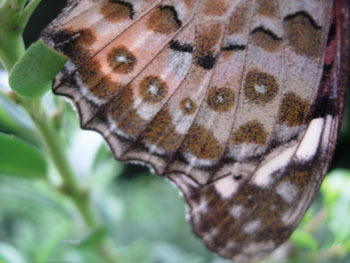 e0097534_17254790.jpg