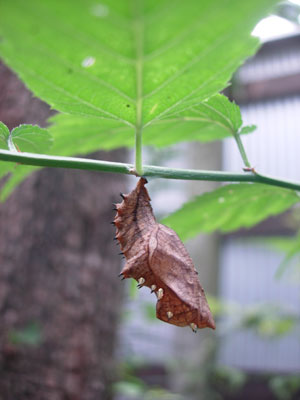 e0097534_17325142.jpg