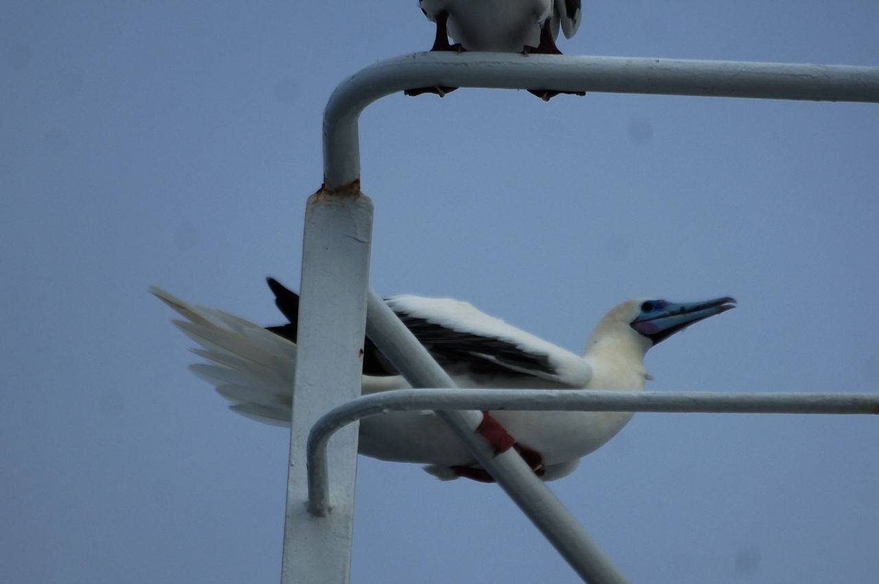 赤足鰹鳥（アカアシカツオドリ）_e0065438_051361.jpg