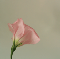 f0134642_19281356.gif