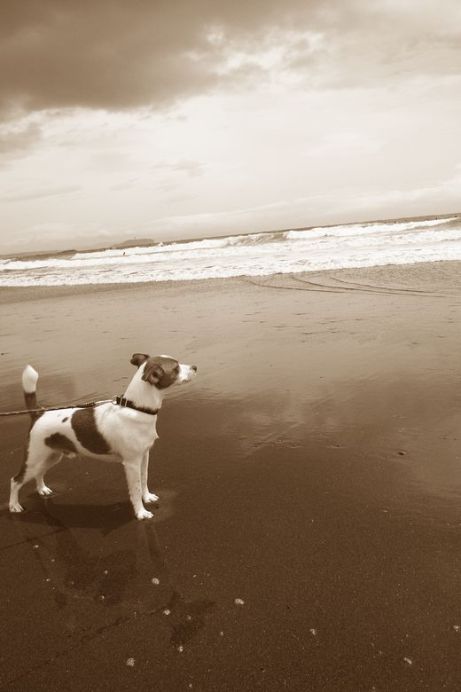 Southern  Beach_d0128066_22592739.jpg