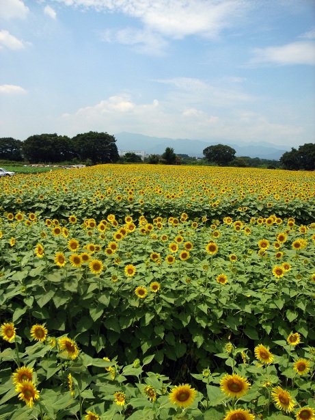Sunflower field_d0128066_2314158.jpg