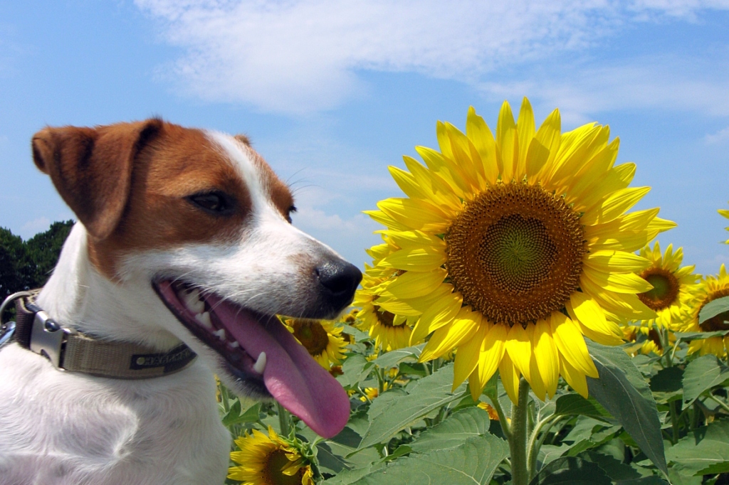 Sunflower field_d0128066_2314929.jpg