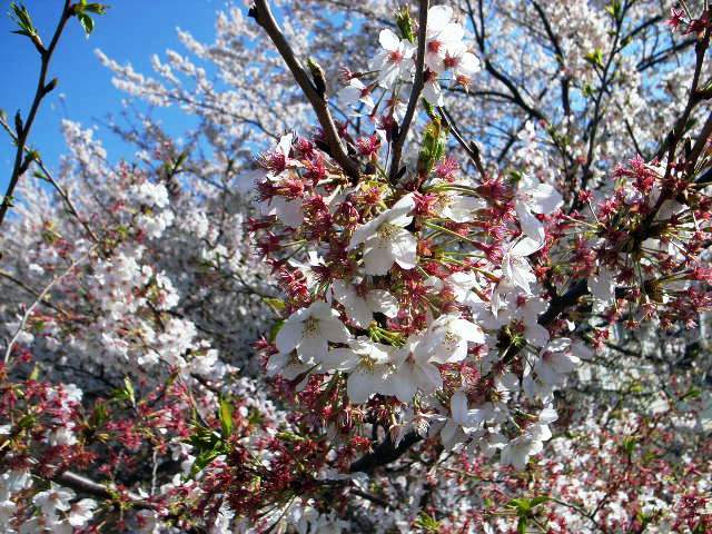 Cherry tree_d0128066_234544.jpg