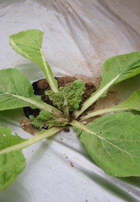 芯食い虫 出現 ぬるぅい畑生活