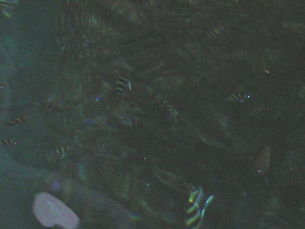 a0084771_2434596.jpg
