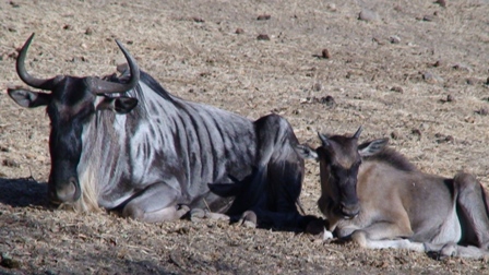 Safari West_c0085871_10192141.jpg