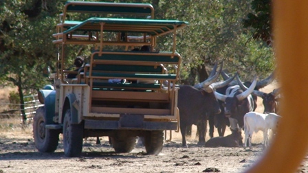 Safari West_c0085871_10211120.jpg