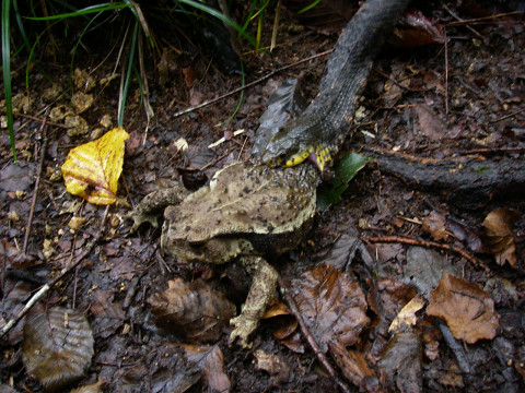 c0002874_7291249.jpg