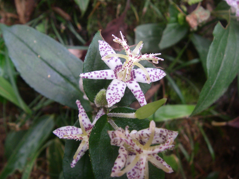 c0002874_7304511.jpg