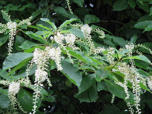 リョウブ 令法 植物の生態散歩