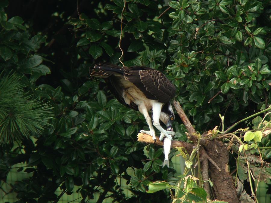 ミサゴ　（タカ目/タカ科/L57cm）_c0098793_9382472.jpg