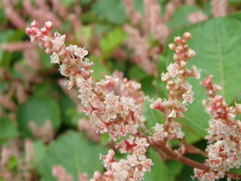 f0146493_9394813.jpg