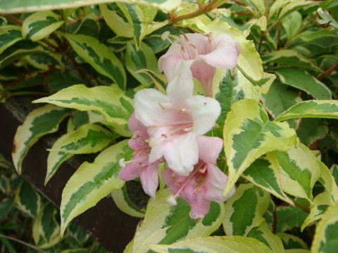 f0146493_9455668.jpg