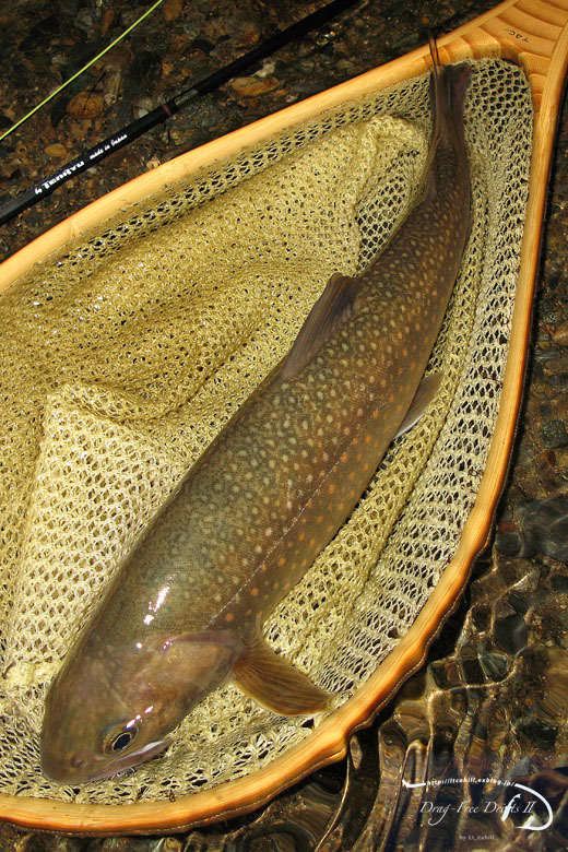 f0085599_1792785.jpg