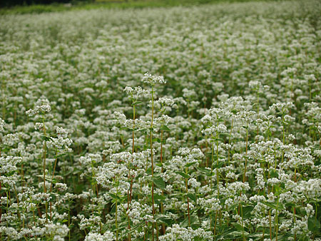 a0041508_22463280.jpg