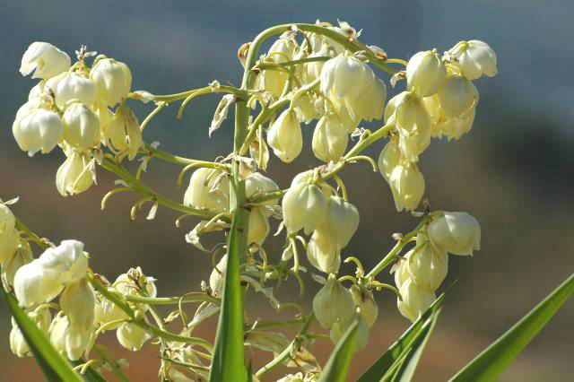 Yucca ー　ユッカ_e0019918_7215245.jpg