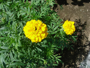e0097534_16103391.jpg