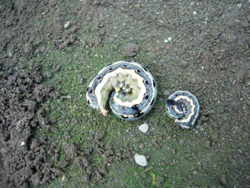 e0097534_1628037.jpg
