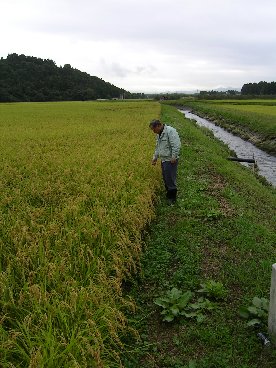 黒内田植踊の衝撃_f0147037_19113765.jpg