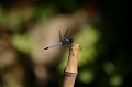 d0010742_1819531.jpg