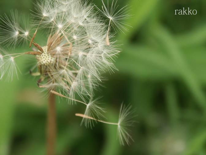 【らっこのカメラ修行風景編】実りの秋♪_e0097746_148438.jpg