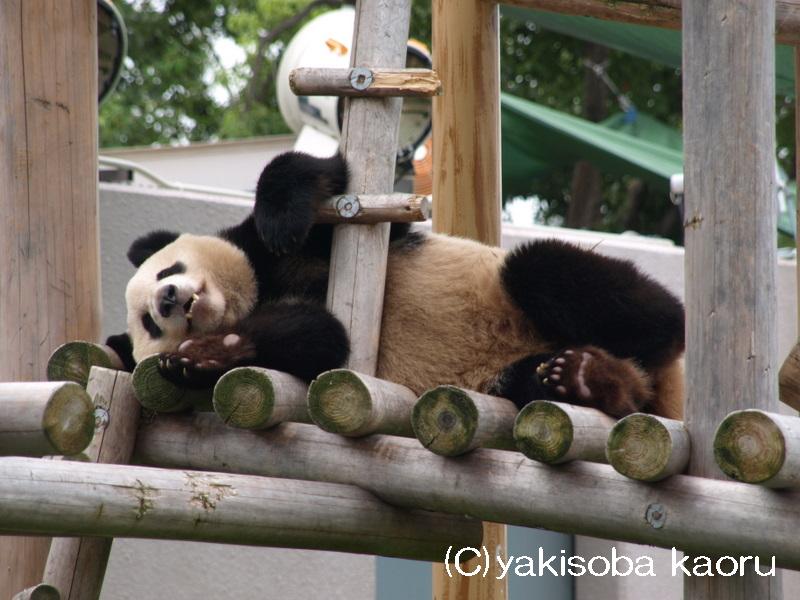 ジャイアントパンダ（和歌山アドベンチャーワールド）_f0097047_1191850.jpg