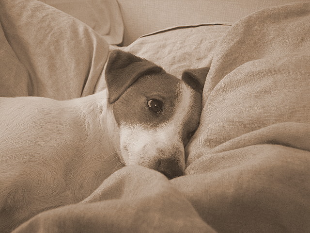 Jack Rest_d0128066_23411088.jpg