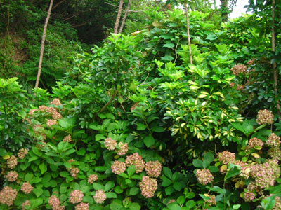 e0097770_8202483.jpg