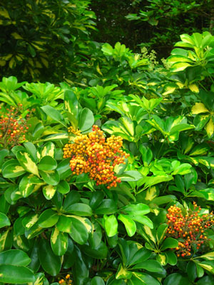 e0097770_8211257.jpg