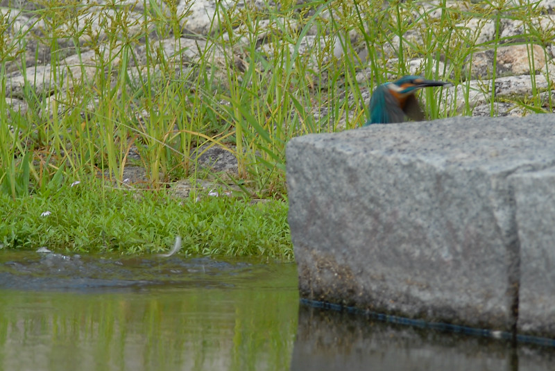 カワセミ（若）_f0053272_15301130.jpg