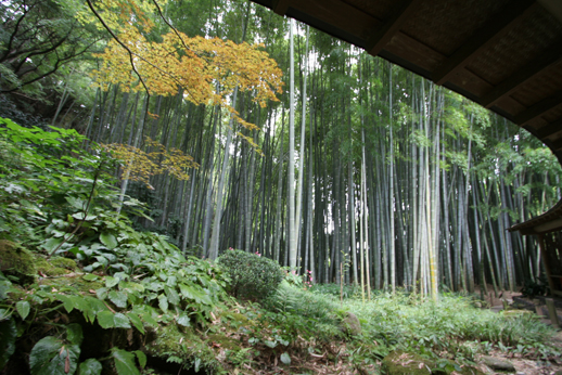 鎌倉　報国寺_e0027083_1110443.jpg