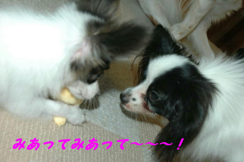 c0075585_23324060.jpg