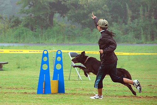 ＰＥＡＣＥ Ｓｐｏｒｔｓ Ｄｏｇ Games-６ （ハードル編.1）_e0050892_21585434.jpg