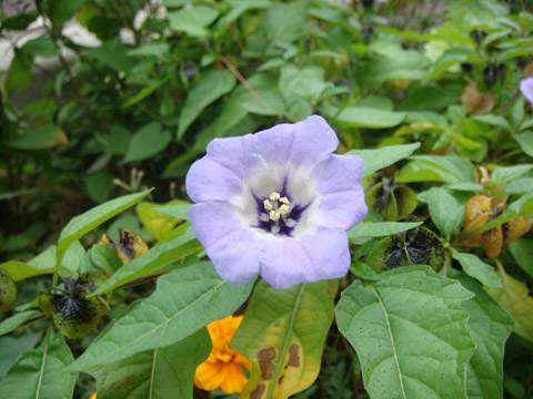 f0146493_929324.jpg