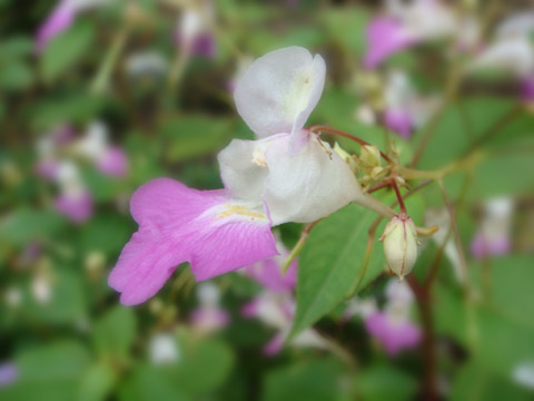 散歩道の花　１７_f0146493_931228.jpg