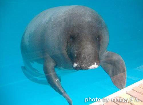 No 144 アマゾンマナティ From Maggyさん 水族館ふりーく No 144 アマゾンマナティ From Maggyさん 水族館ふりーく