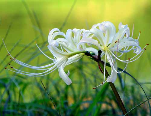 魅惑の花　曼珠沙華　（9月20日）_a0023315_2073937.jpg