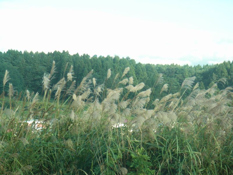 弘前です。_c0025115_0535238.jpg