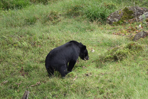 ツキノワグマが食べていたもの　　その３_a0087133_2263769.jpg