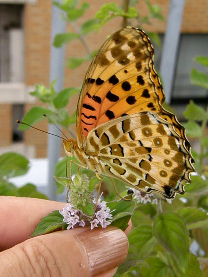 e0064158_10231.jpg